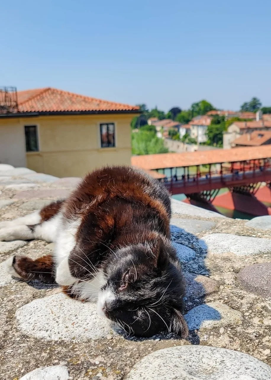 Cat resting in bassano del grappa