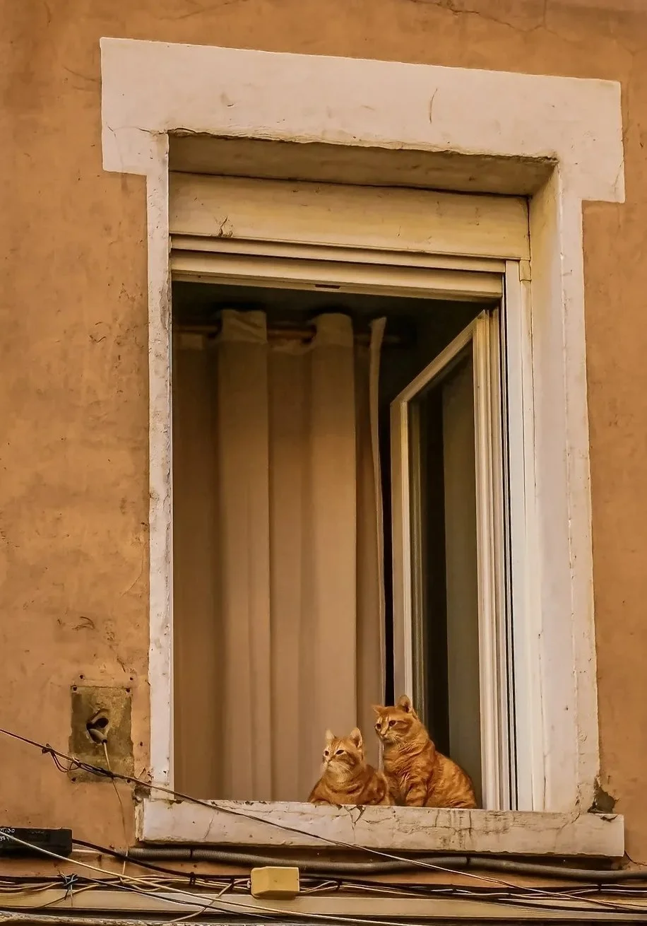 cats in vienne france