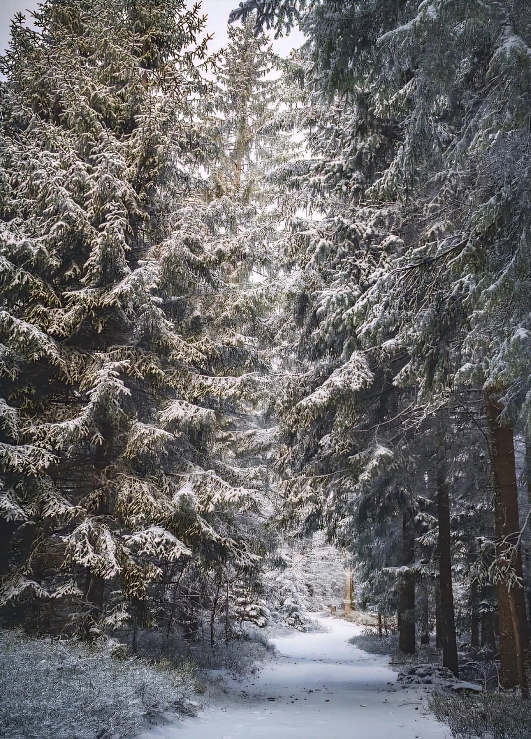 Hike in bohemian forest.jpg