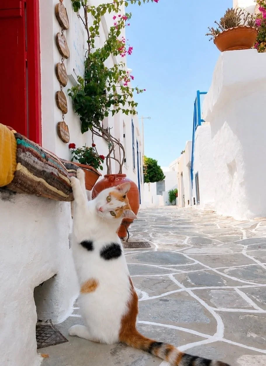 cat on street on sifnos