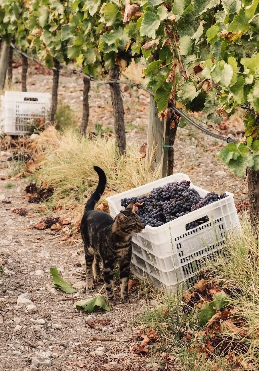 barr vineyard france