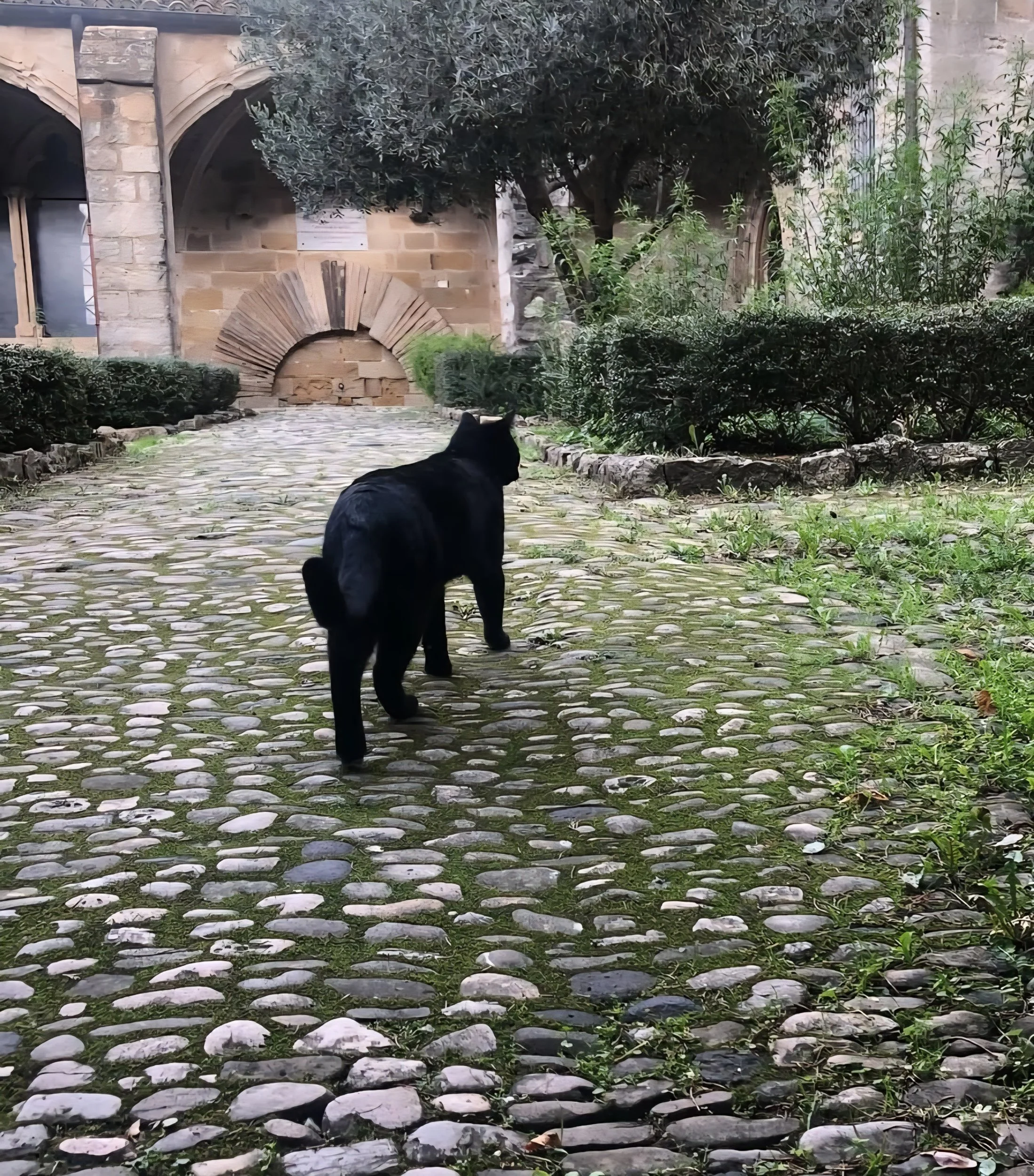 cat on winter street in france