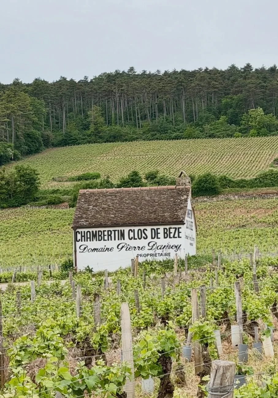 vineyard burgundy