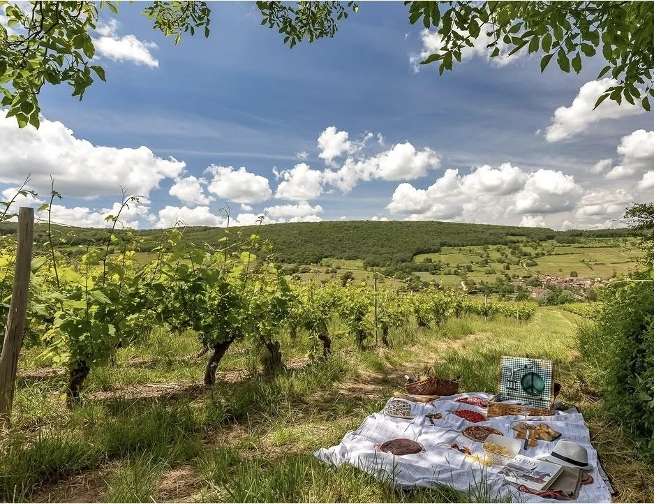 tournus vineyard picnick