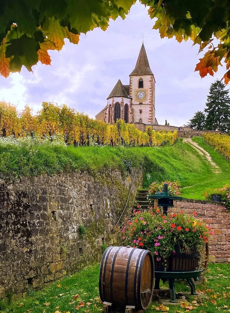 alsace vineyard