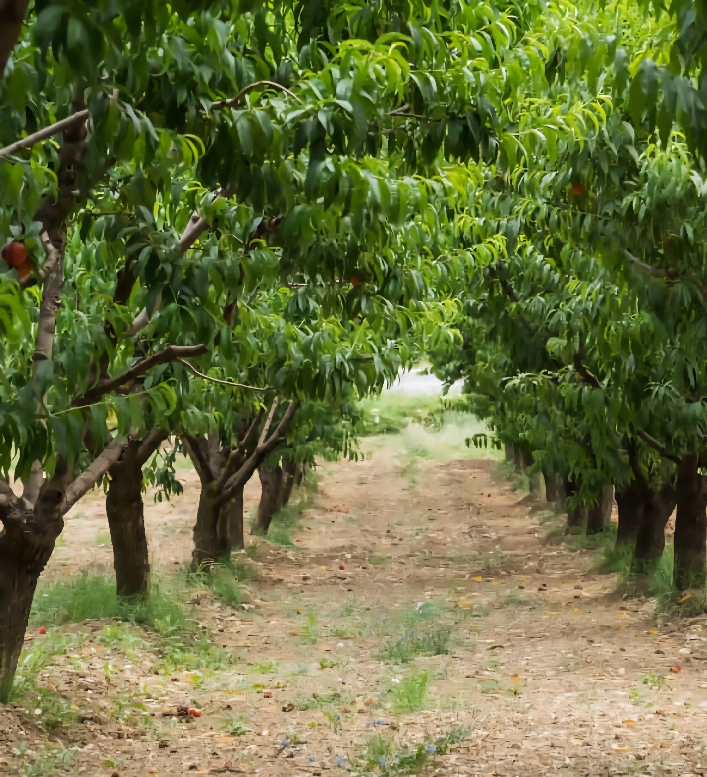 walk around Bagno a Ripoli.jpg