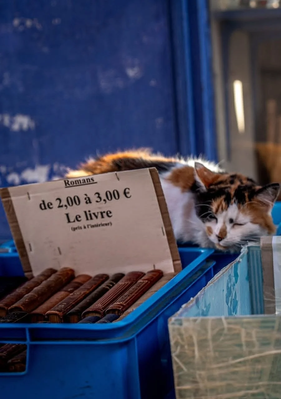 cat fleamarket burgundy