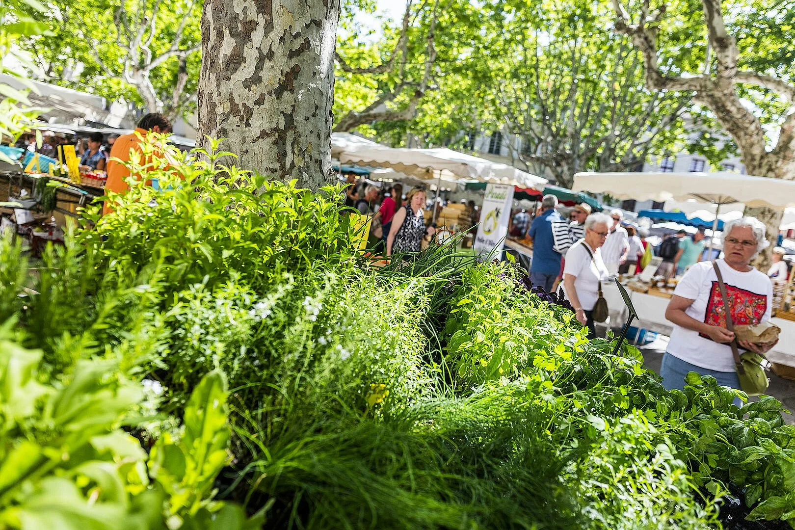 Marché d’Uzès