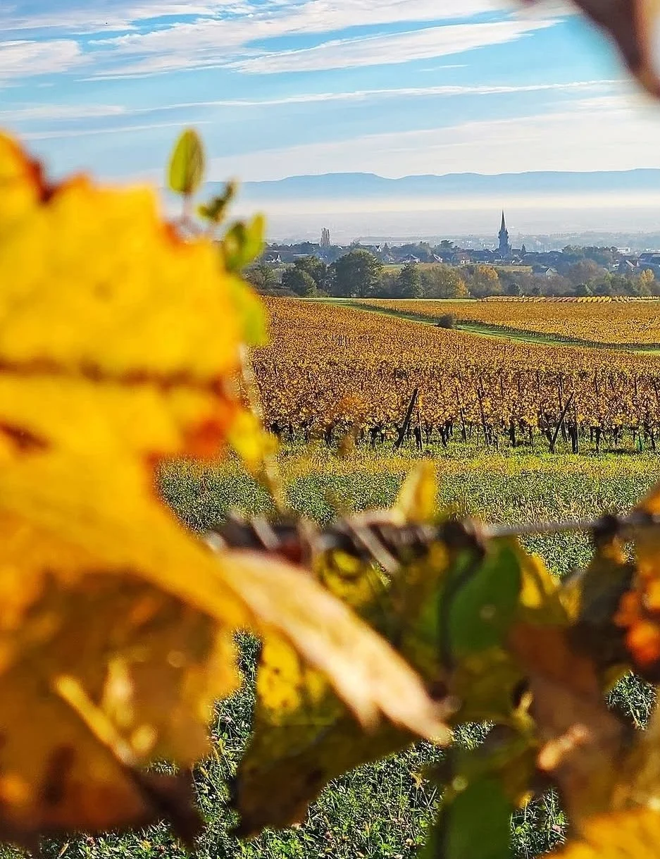 alsace autumn leafs