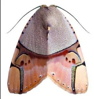 I&rsquo;ve always been fascinated by the wings of butterflies.

The unexpected color combinations, the contrast, the balance, nature has a way of putting colors together that I would never think of on my own.

So much of my creative process at UMA be