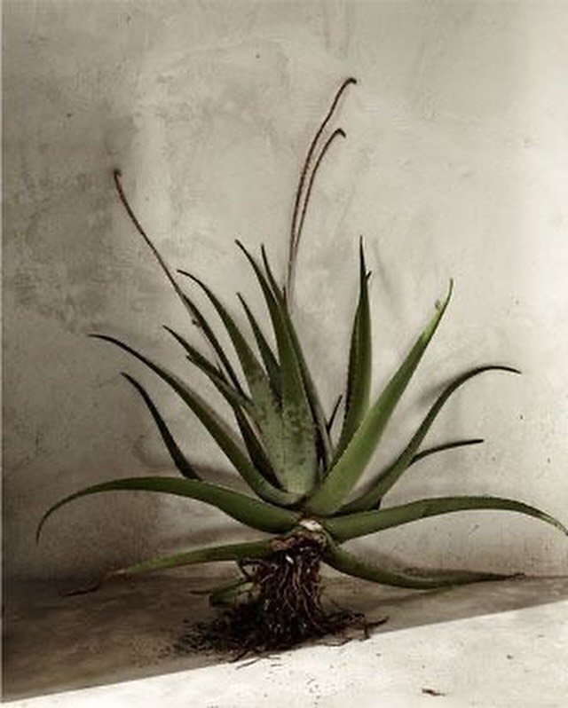 EMBODYING FINANCIAL ABUNDANCE 

Cultivating more flow and abundance around money may have more to do with creating capcity in our nervous system to receive, rather than doing more or working harder. 

 As money relates to survival, scarcity, shame an