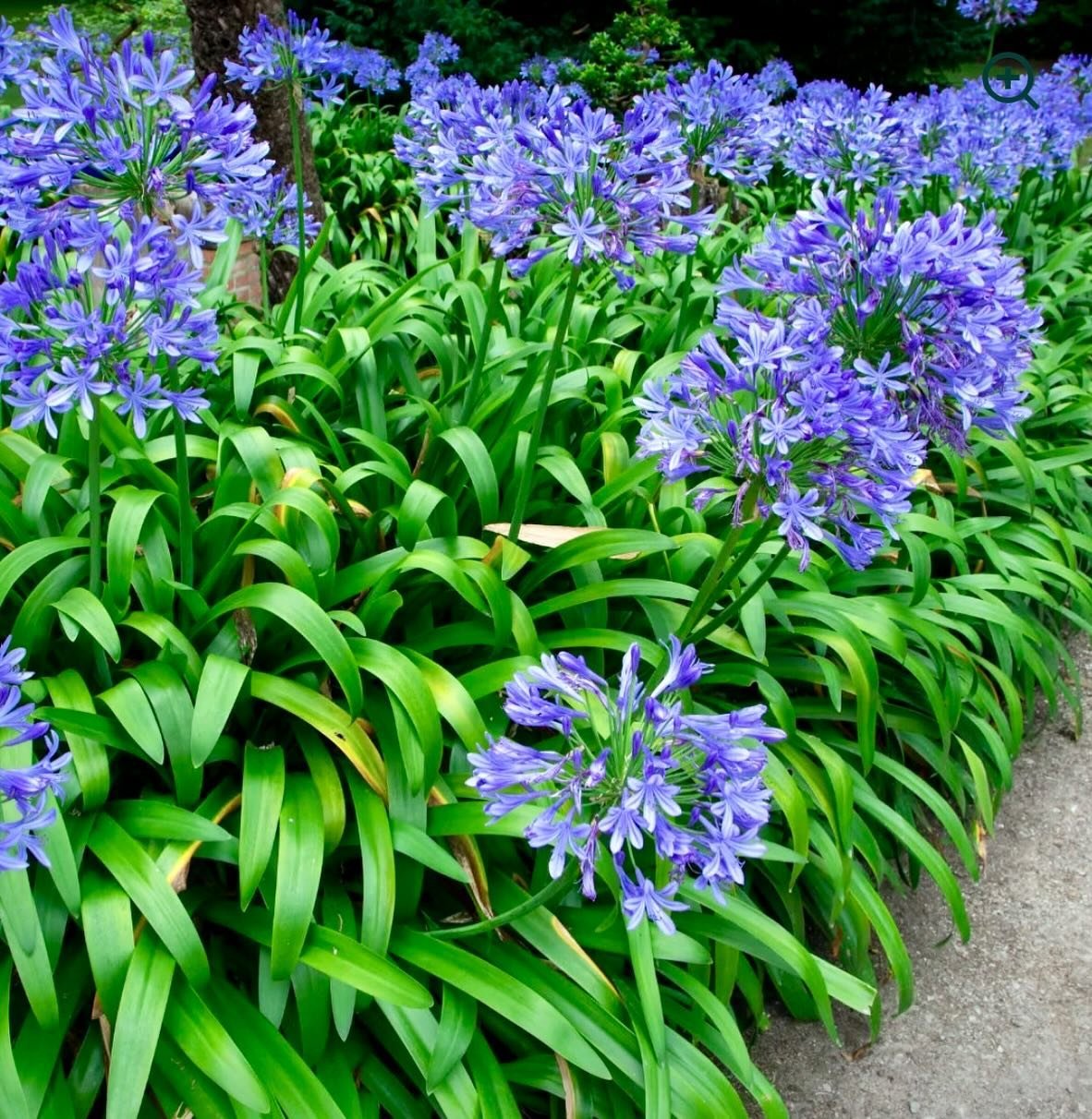 An all time favorite &hellip; Agapanthus. Native to Mozambique, these tropical beauties work fantastically as seasonal color in pots in areas where freezing temps make them otherwise incompatible. It&rsquo;s hard not to smile when seeing them planted