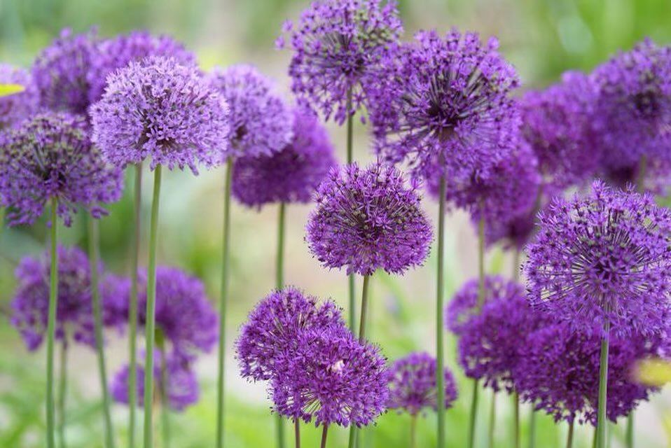Large-flowered Alliums typically bloom from May to June. These ornamental members of the onion family are grown for their beauty rather than their flavor. In colder climates, the bulbs are planted in the fall while warmer zones can plant them in the 