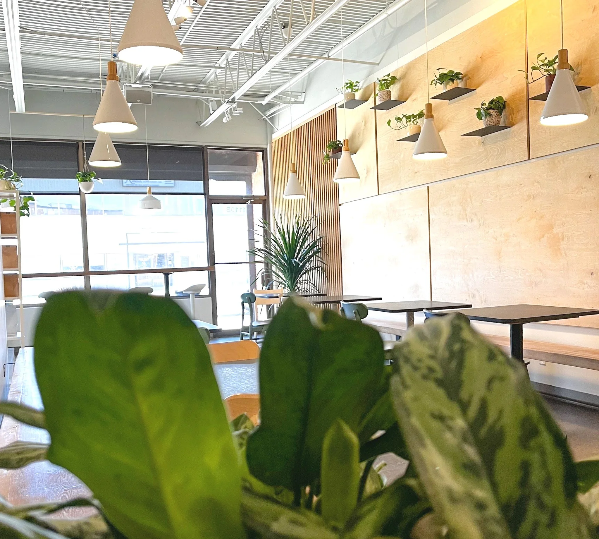 Interior of a modern cafe with hanging white pendant lights, leafy green plants, wooden walls, and large windows letting in natural light.