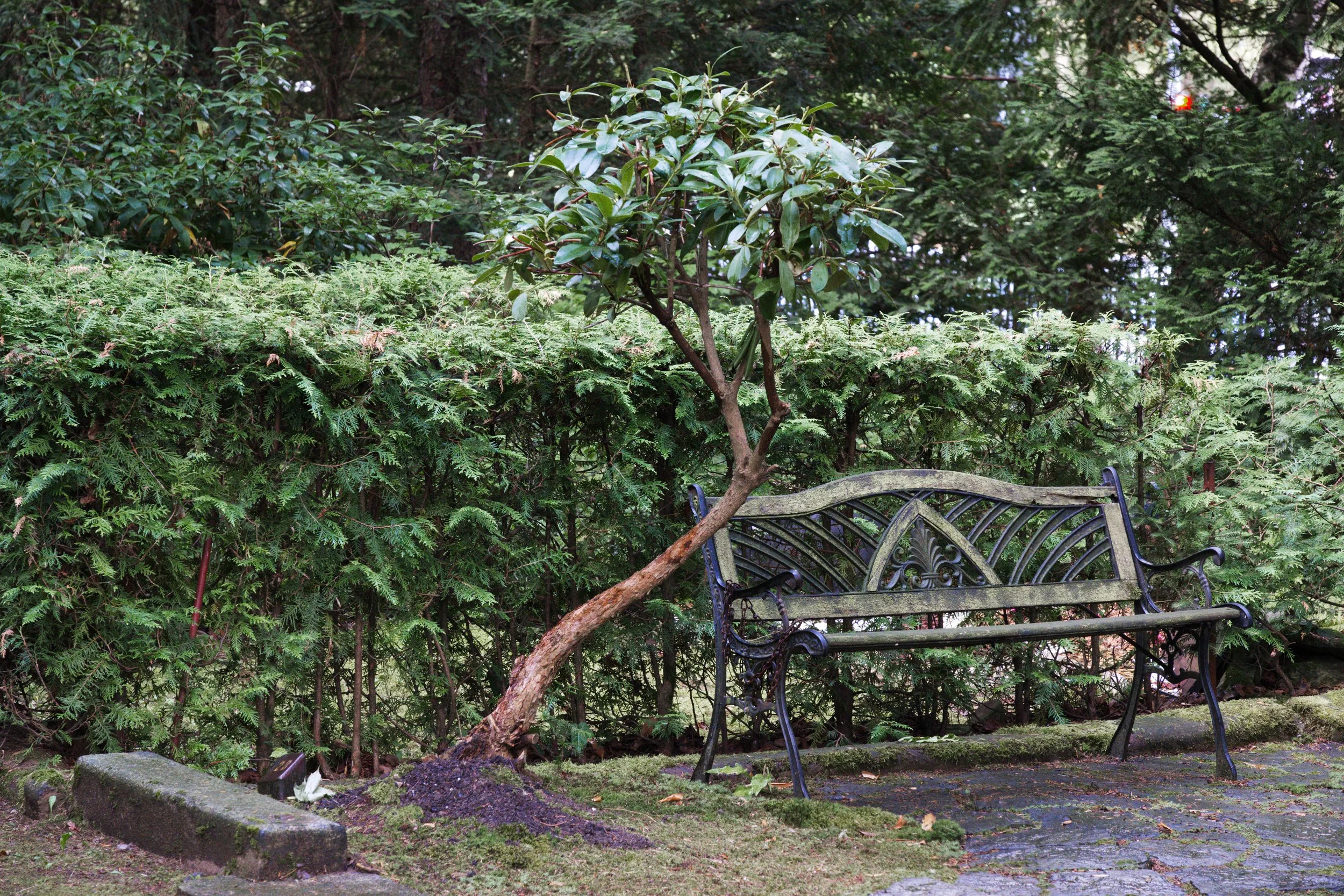 Bank mit Stein und kleinem Baum.jpg