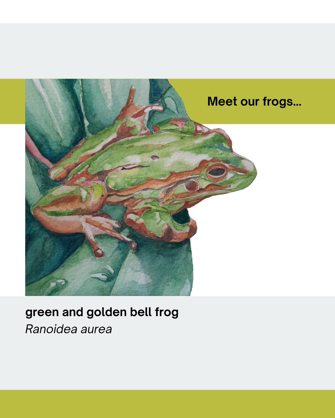 Have you meet our Frogs?