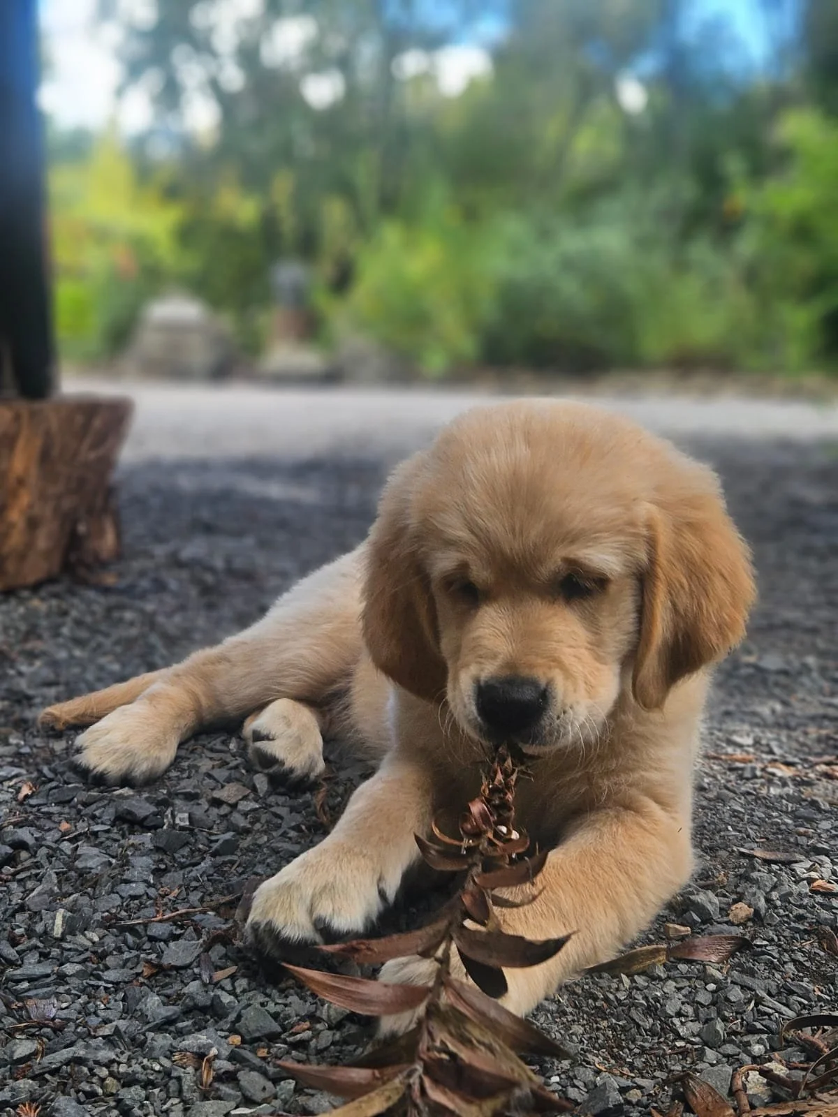 Dog Day at the Park