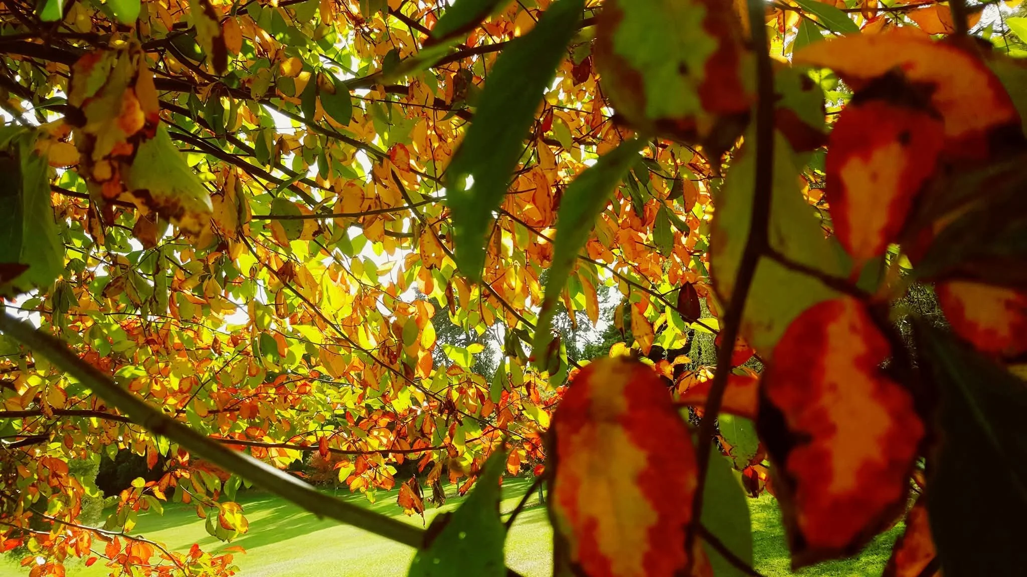 Guided Botanical Garden Tour