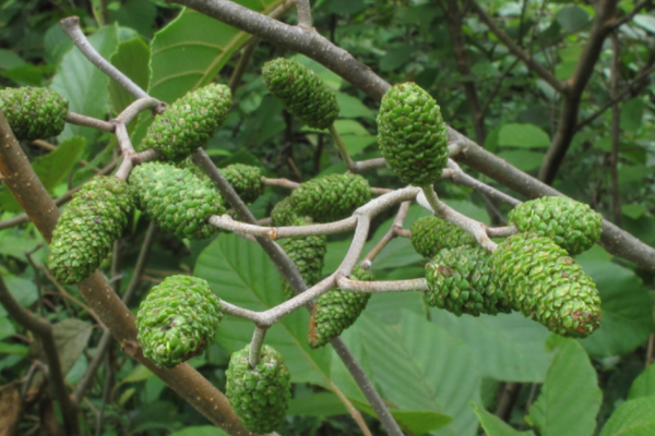 Alnus Serrulata SMOOTH ALDER Image 1.png
