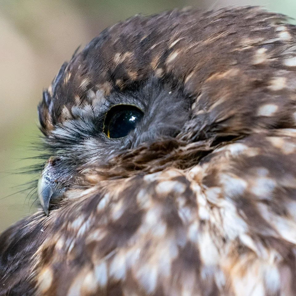 Ruru by Judi Lapsley Miller.jpg
