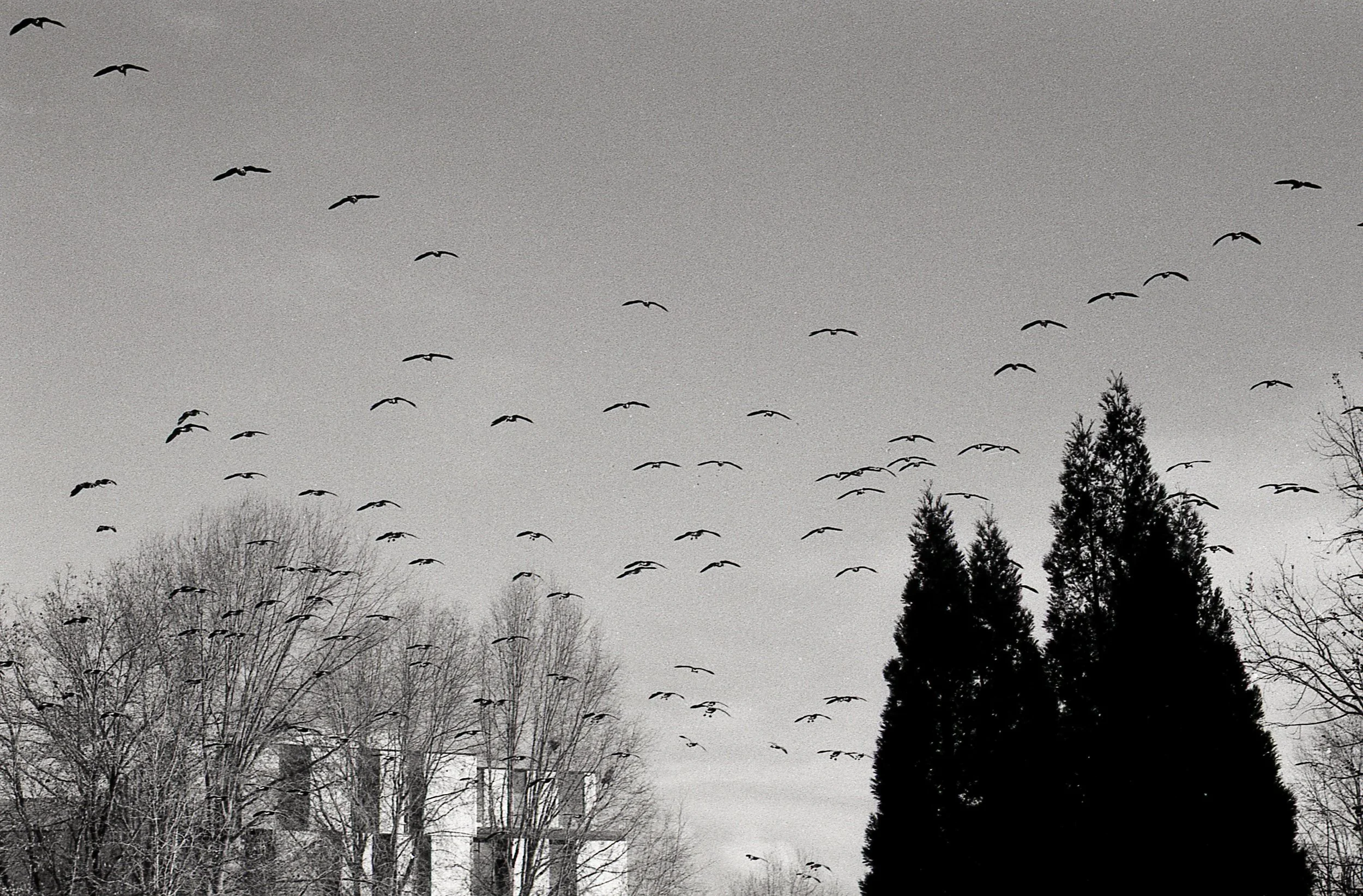 Learning Film