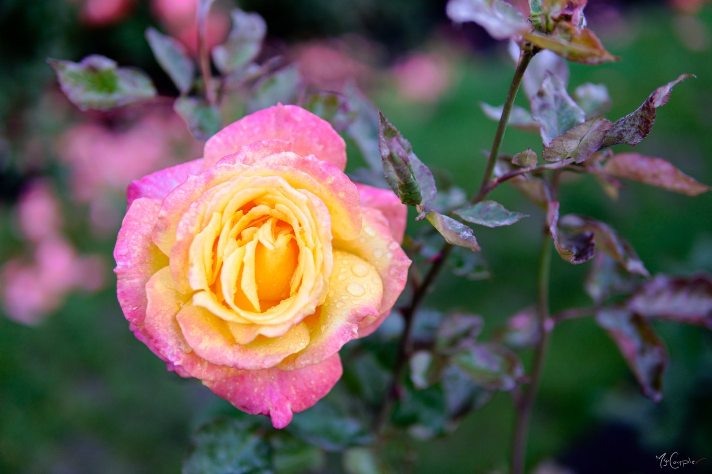 Rose Garden in Autumn