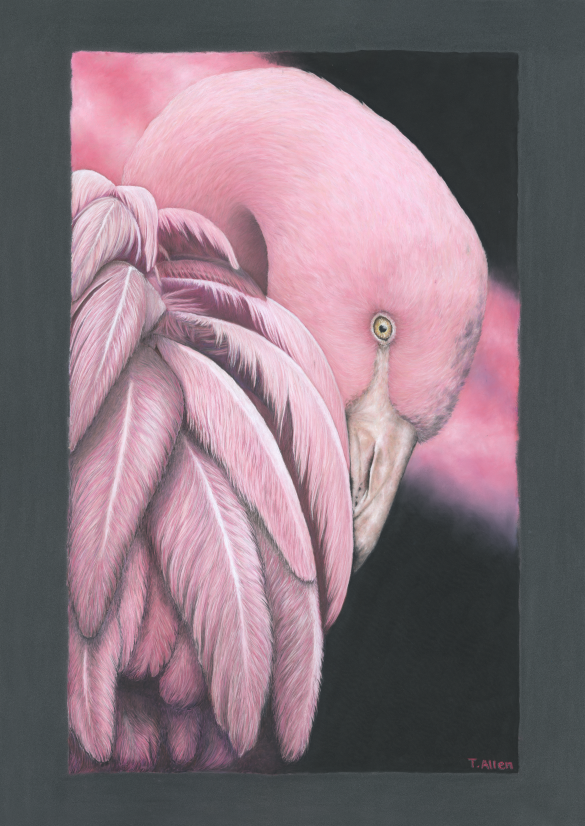 41 Flamingo.png