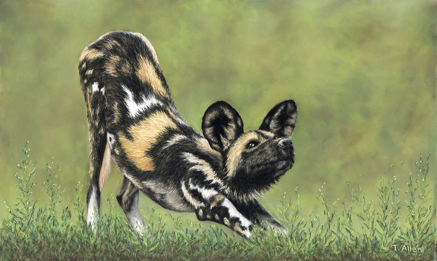 84 Wild Dog s.jpg