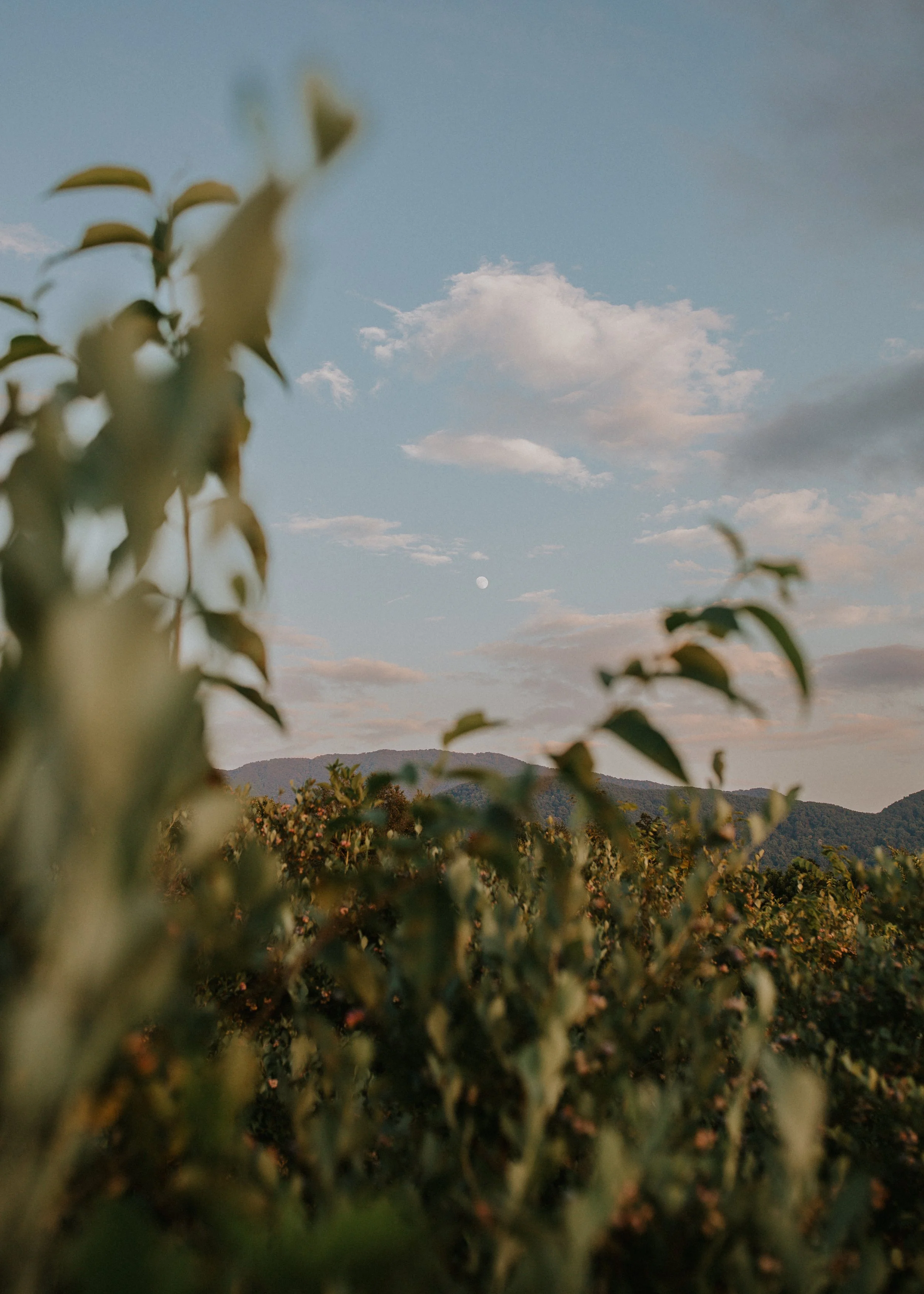 BLueberry Feild& Moon.jpg