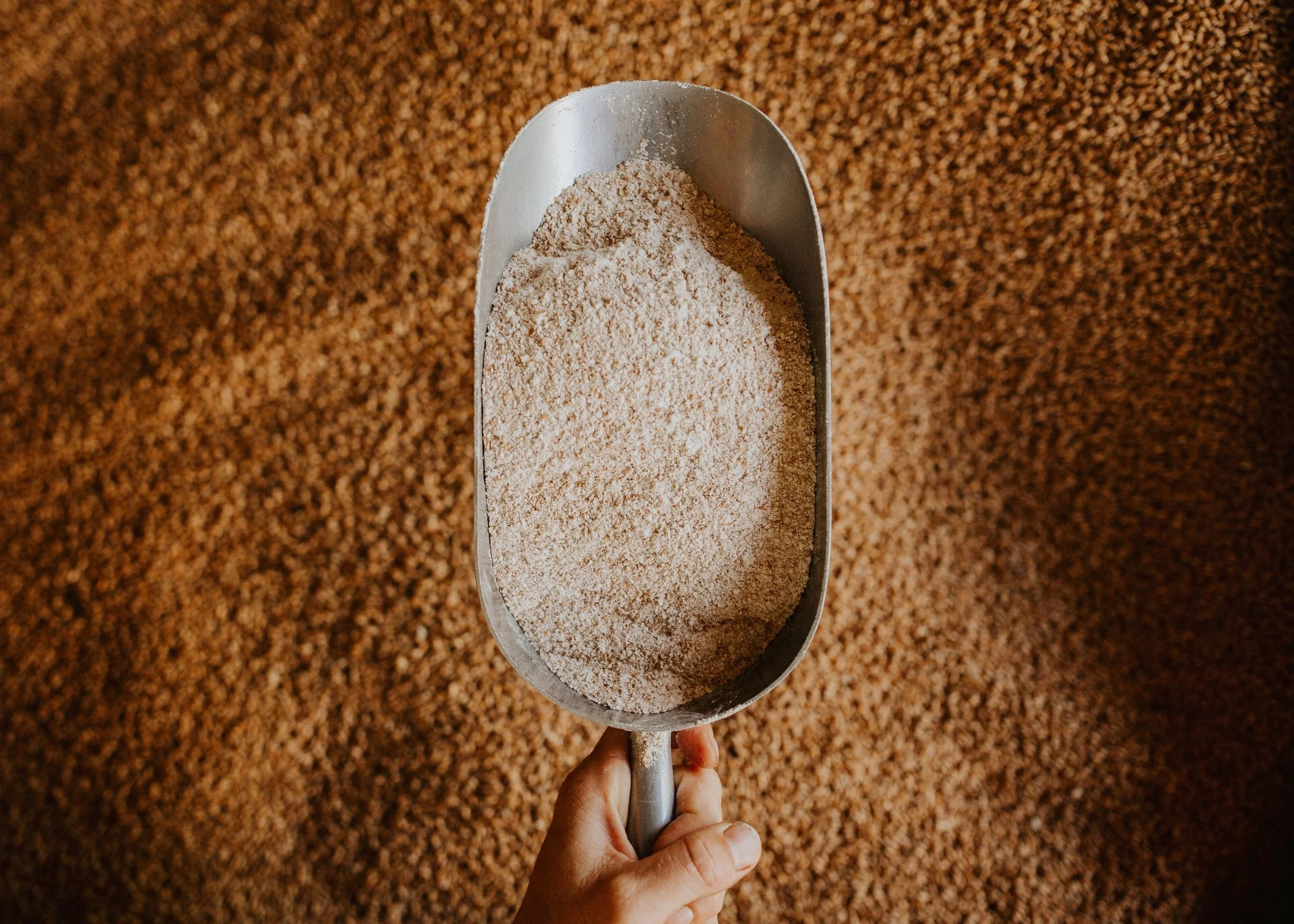 WW+Flour+over+wheat+berries.jpg