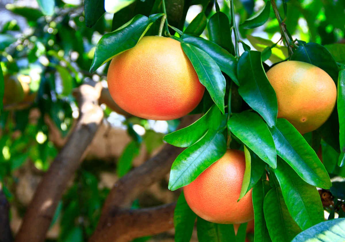 pomelo-tree.jpeg
