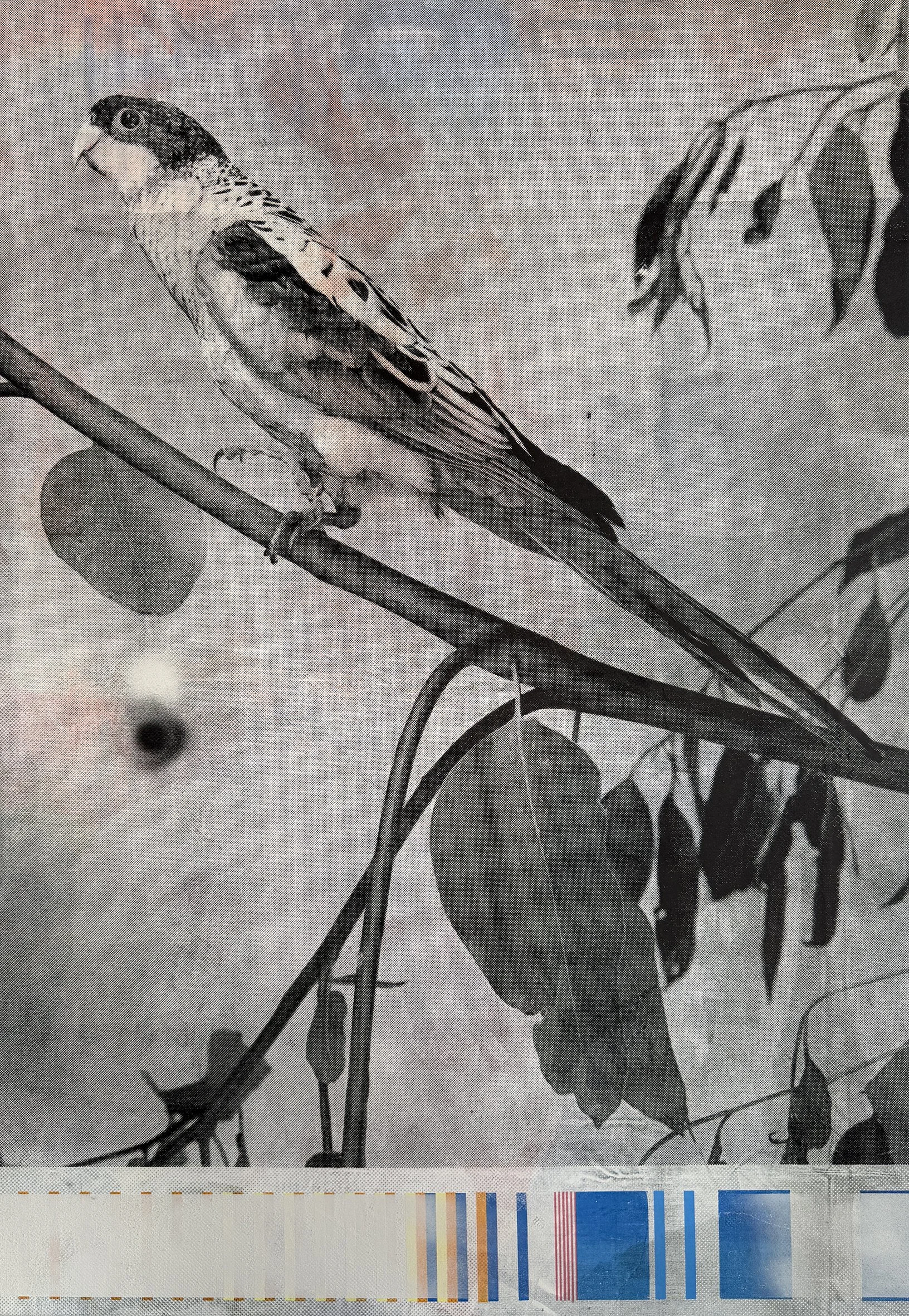 northern rosella.jpg