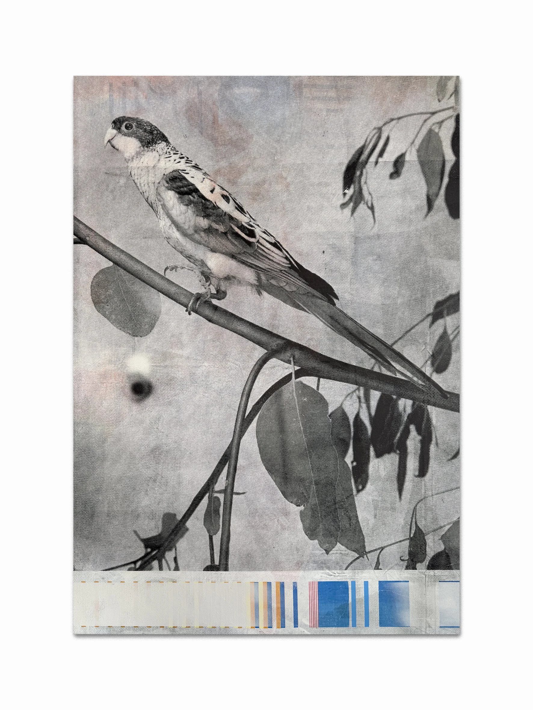 northern rosella page.jpg