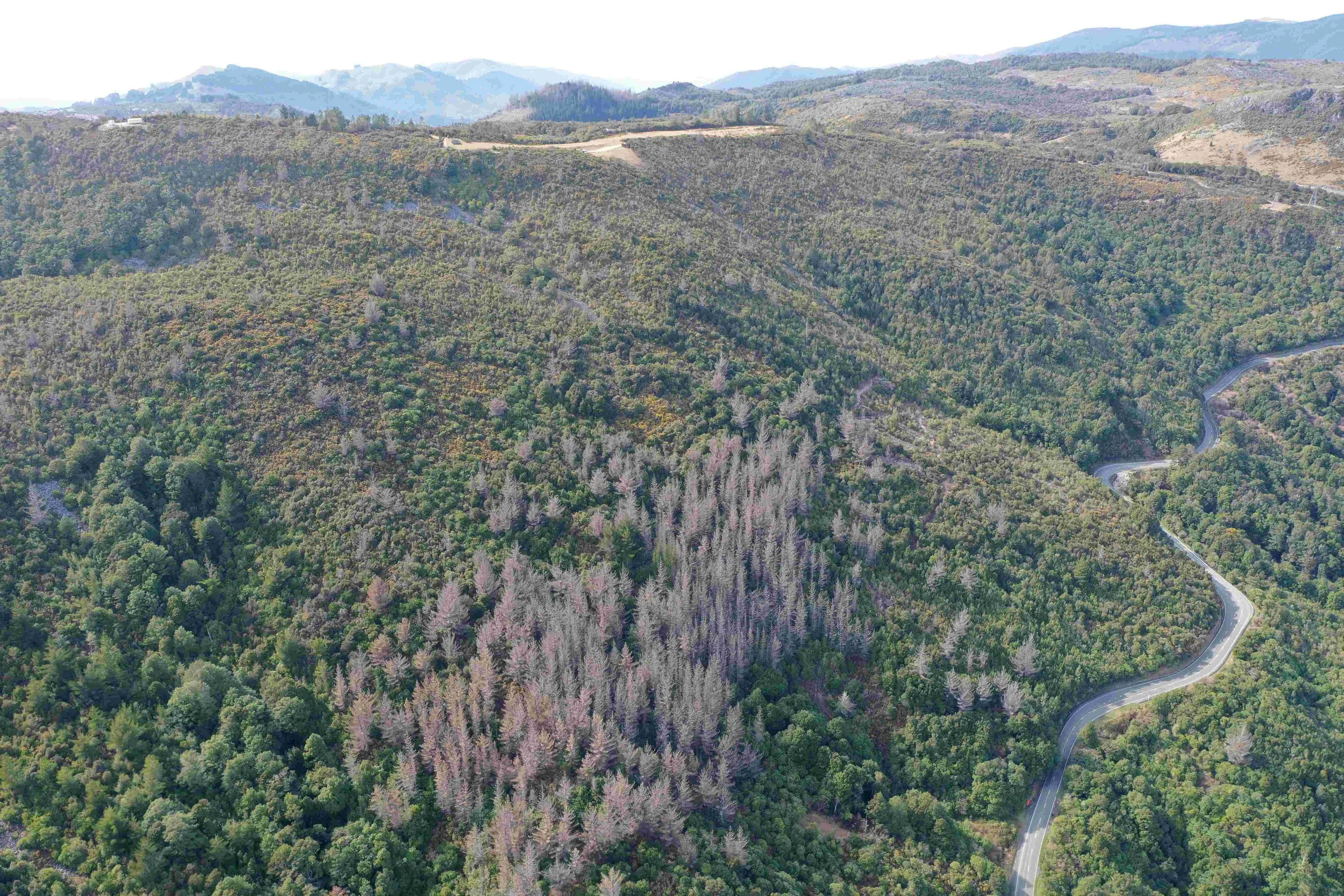 Wilding Pines and the Quiet Abdication of Responsibility