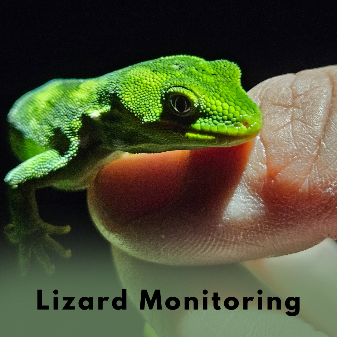 Lizard Monitoring (1).png