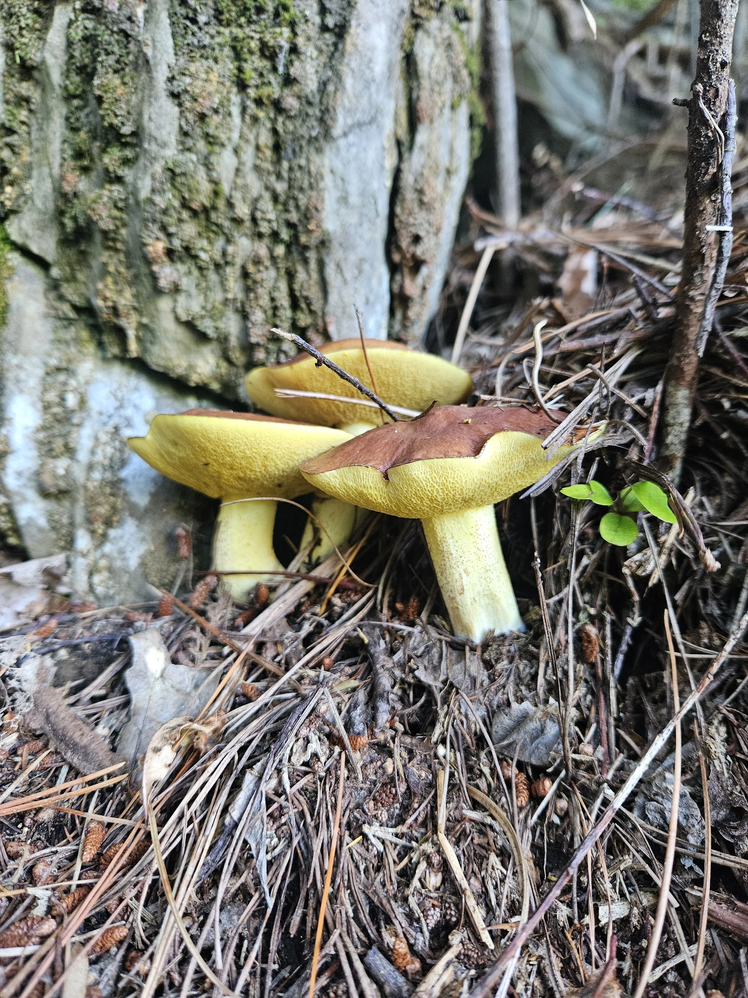 Close-up of Sillus granulatus on forest floor.