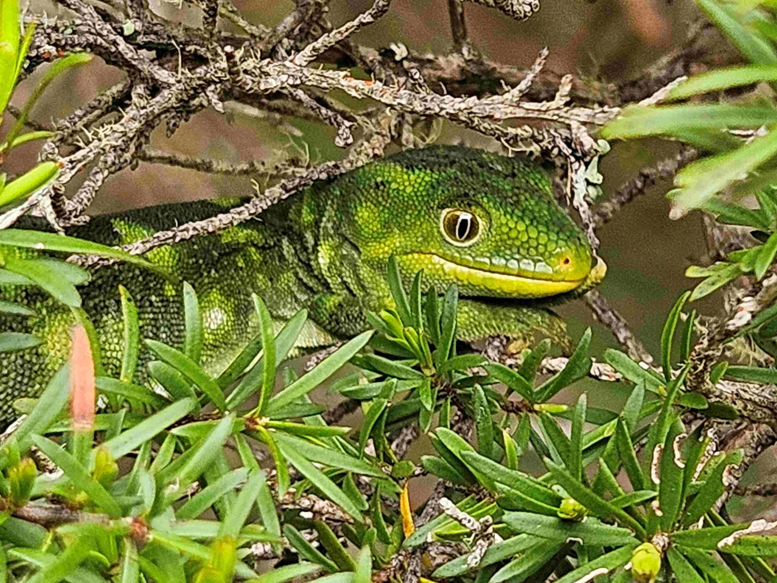 Nelson green gecko native to Takaka Hill
