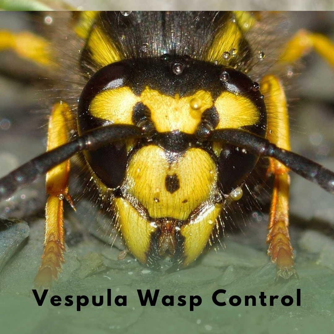 Vespula Wasp Control (1).png