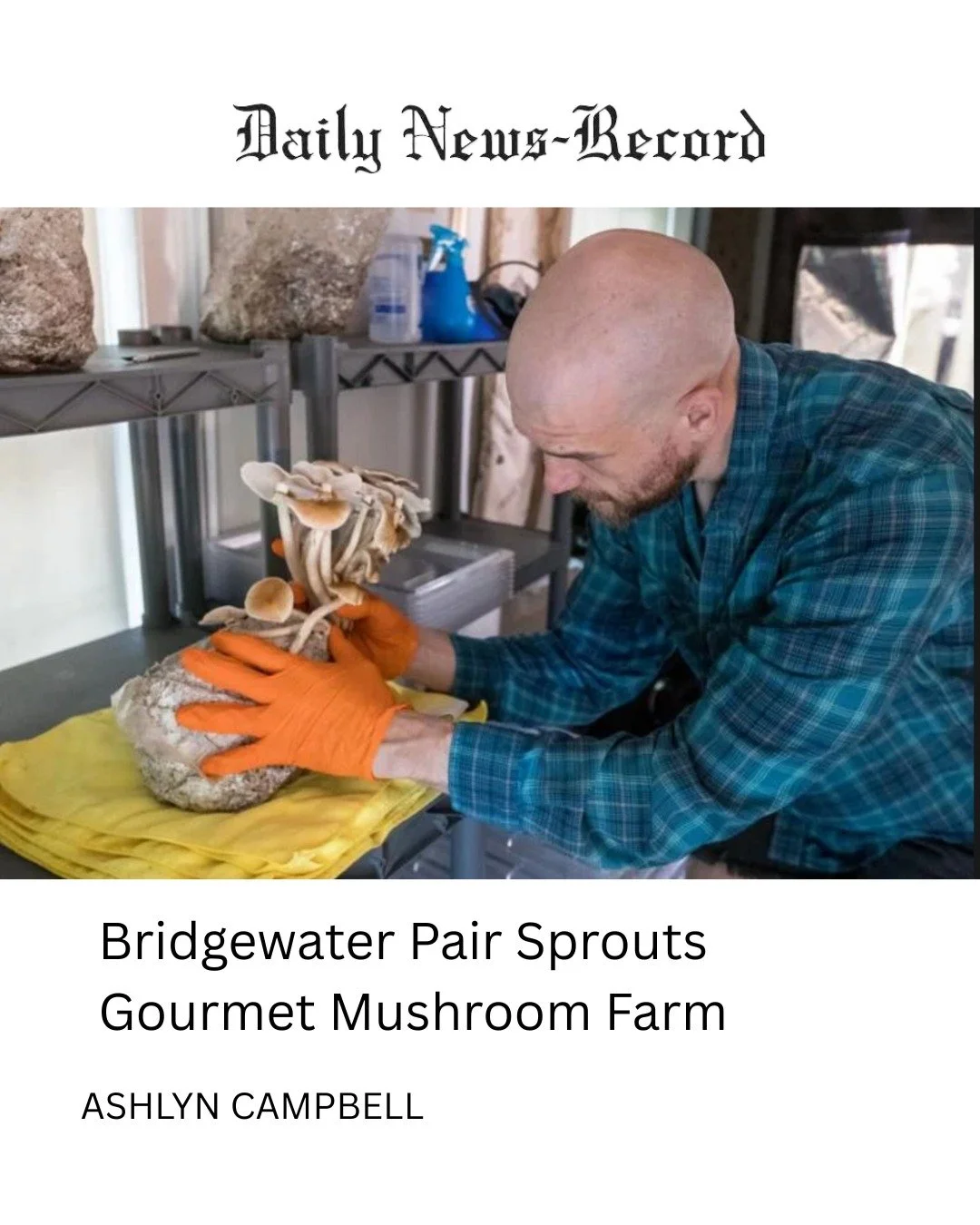 Did you know cremini, button and portabella mushrooms are all the same mushroom?? Why settle for the same, when you can try more than a dozen different varieties at the Harrisonburg Farmers Market?

@mistyrivermushrooms cultivates lion&rsquo;s mane, 