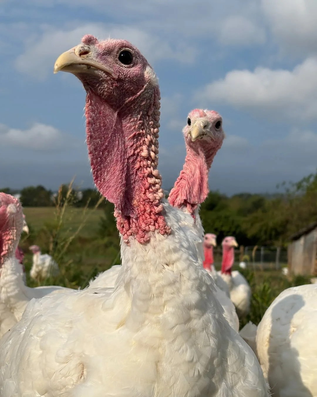 Thanksgiving turkey pre-orders are live with @graceandgrit_homeagainfarm! Stay tuned for our full Thanksgiving Preorder menu drop next week. Check out the map for Skeleton Fest road closures and plan your Market travel arrangements accordingly - biki