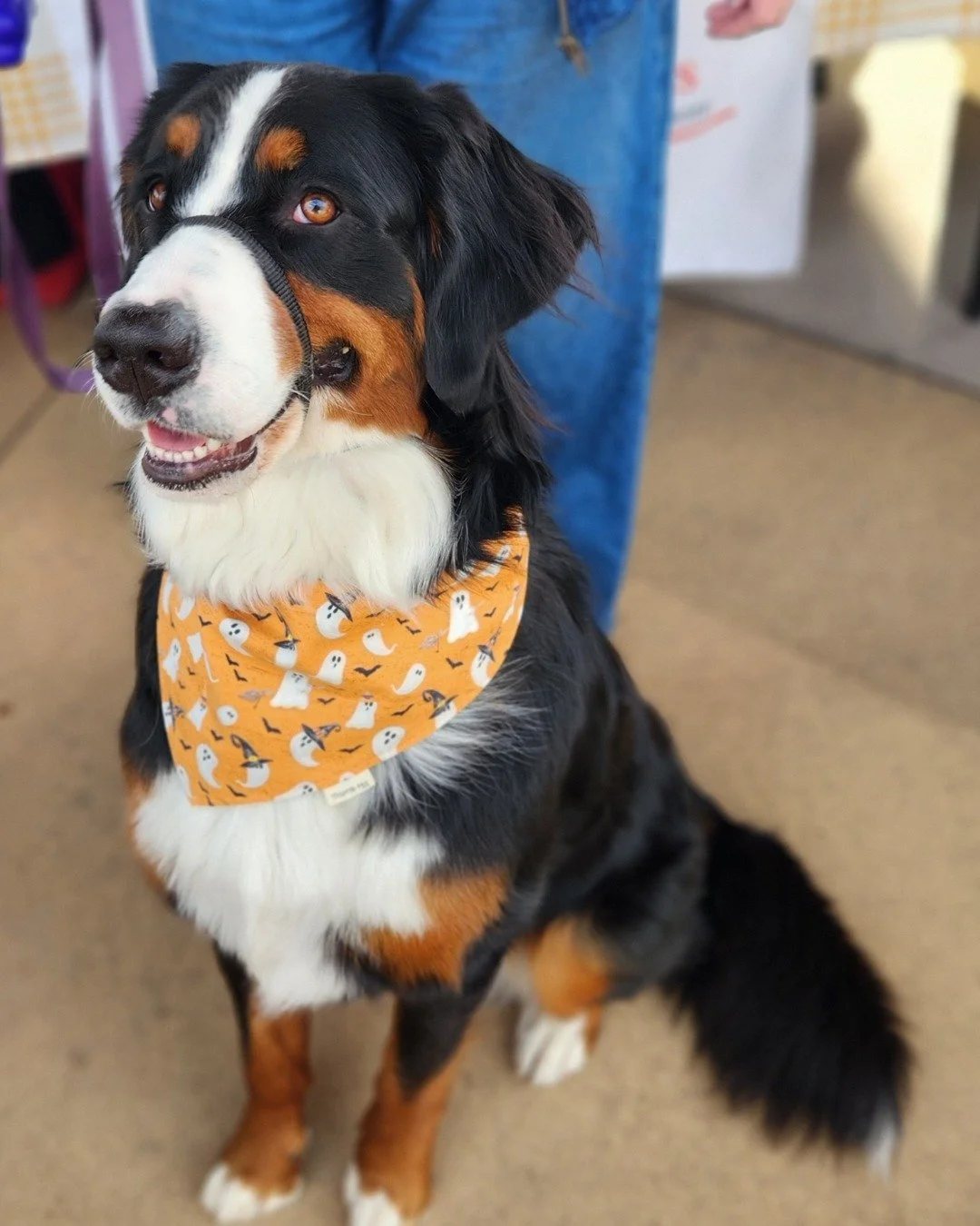 Is your pup ready for Harvest Fest this weekend? Visit the Tuesday Market (8am - 1pm) and choose from dozens of fall patterns at @thistle_hill_pet_treats. While you're here, pick up some fresh apples, a hot crepe, locally roasted coffee, pasture rais