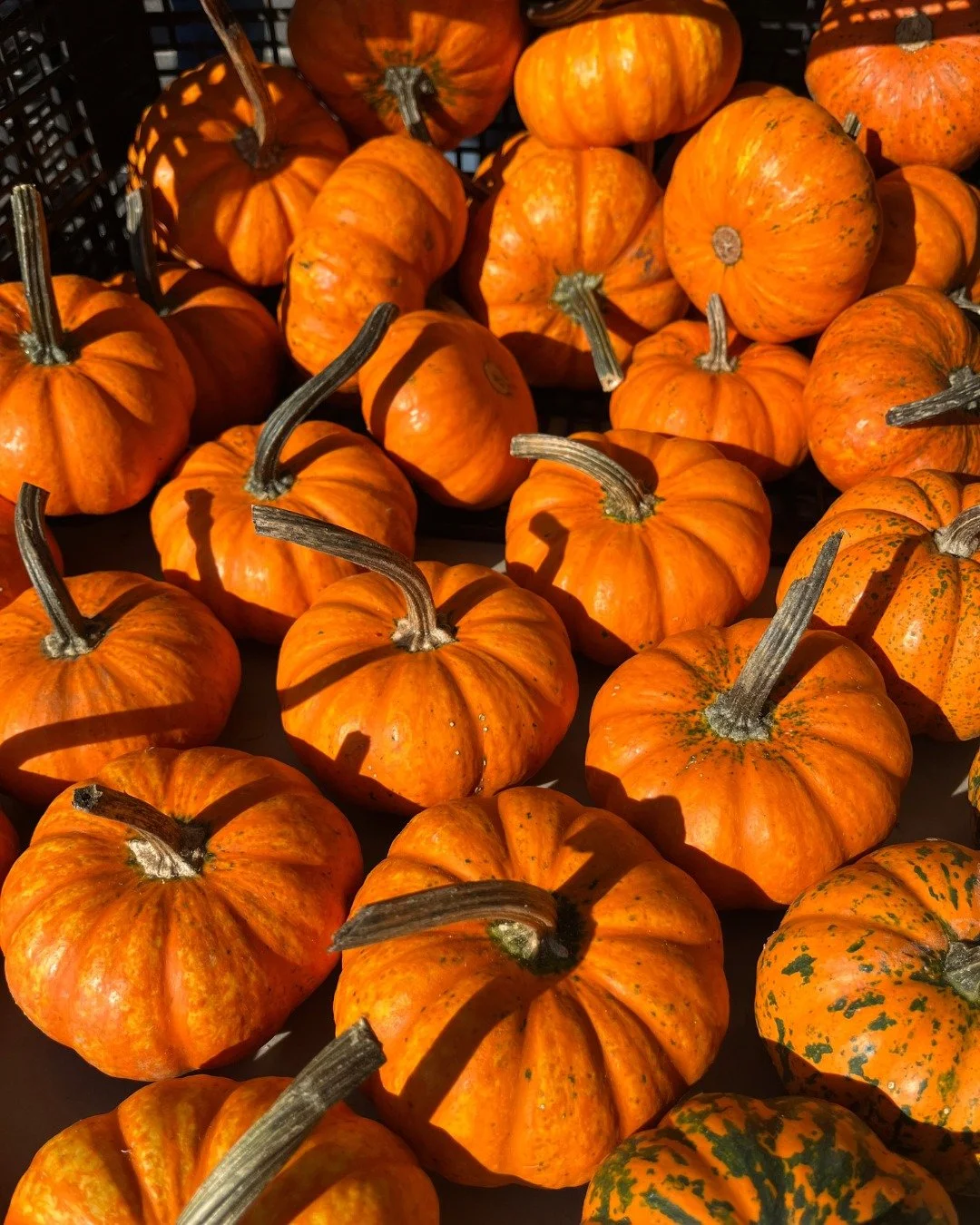 What are your Saturday morning plans? Do they involve pumpkins, lattes, and breakfast sandwiches? If not, swing on down to the Harrisonburg Farmers Market for all that and more. We're producer-only, meaning that every artisan good or local agricultur