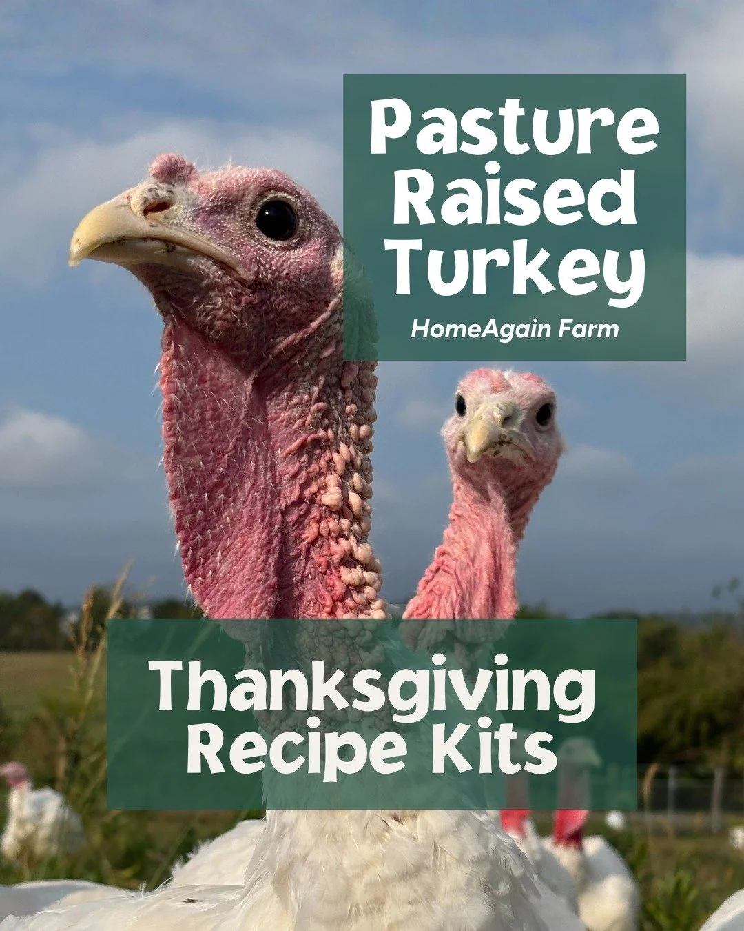 Put local food on your holiday table this year with a @graceandgrit_homeagainfarm pasture-raised turkey! These broad breasted white turkeys are fed a diet of organic feed and forage on 2-3 acres of pasture, leading to superior flavor and quality. Rai