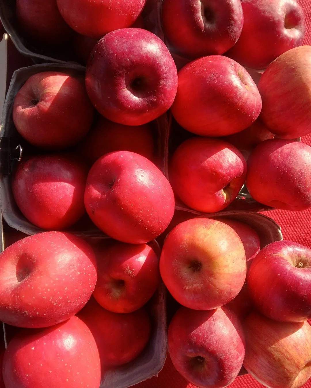 Start off the New Year right with a trip to the Saturday Market, 9am - 1pm! You'll find a selection of apples, mushrooms, omelettes, chocolate, Cuban food, pasture-raised meats, espresso drinks, breakfast sandwiches, drip coffee, fresh produce, honey