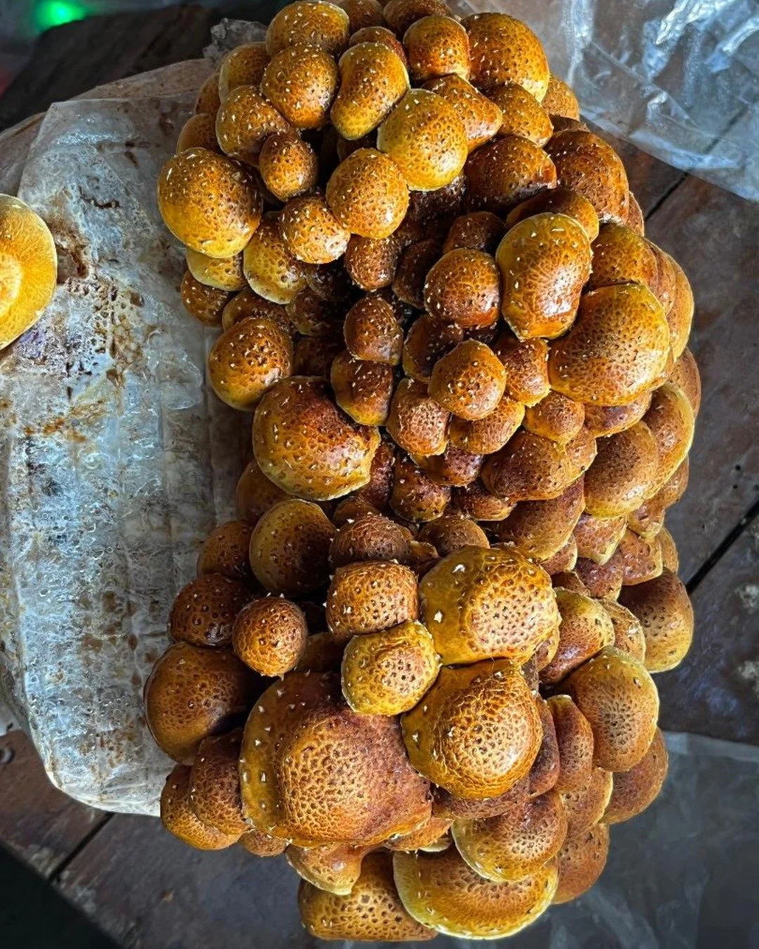 As one of our vendors puts it, "Don't be a sugar cube!" This Saturday's rain won't melt you! Our vendors will be warm, dry and cozy under the Turner Pavilion and ready to welcome you. See you at the Market, 9am - 1pm! 

#Lovevamarkets #farm