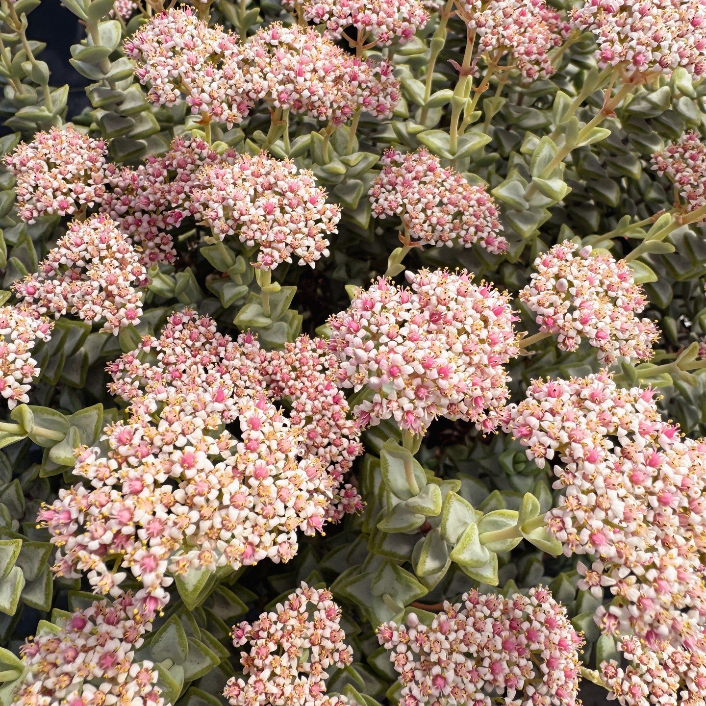 Getting excited for Spring? Take a sneak peak at the beautiful blooms and potted plants that Port Farm will be selling at the Market before you know it! Coming from our own back yard of Port Republic, Port Farm, ran by Dave Sutton, will be back at th