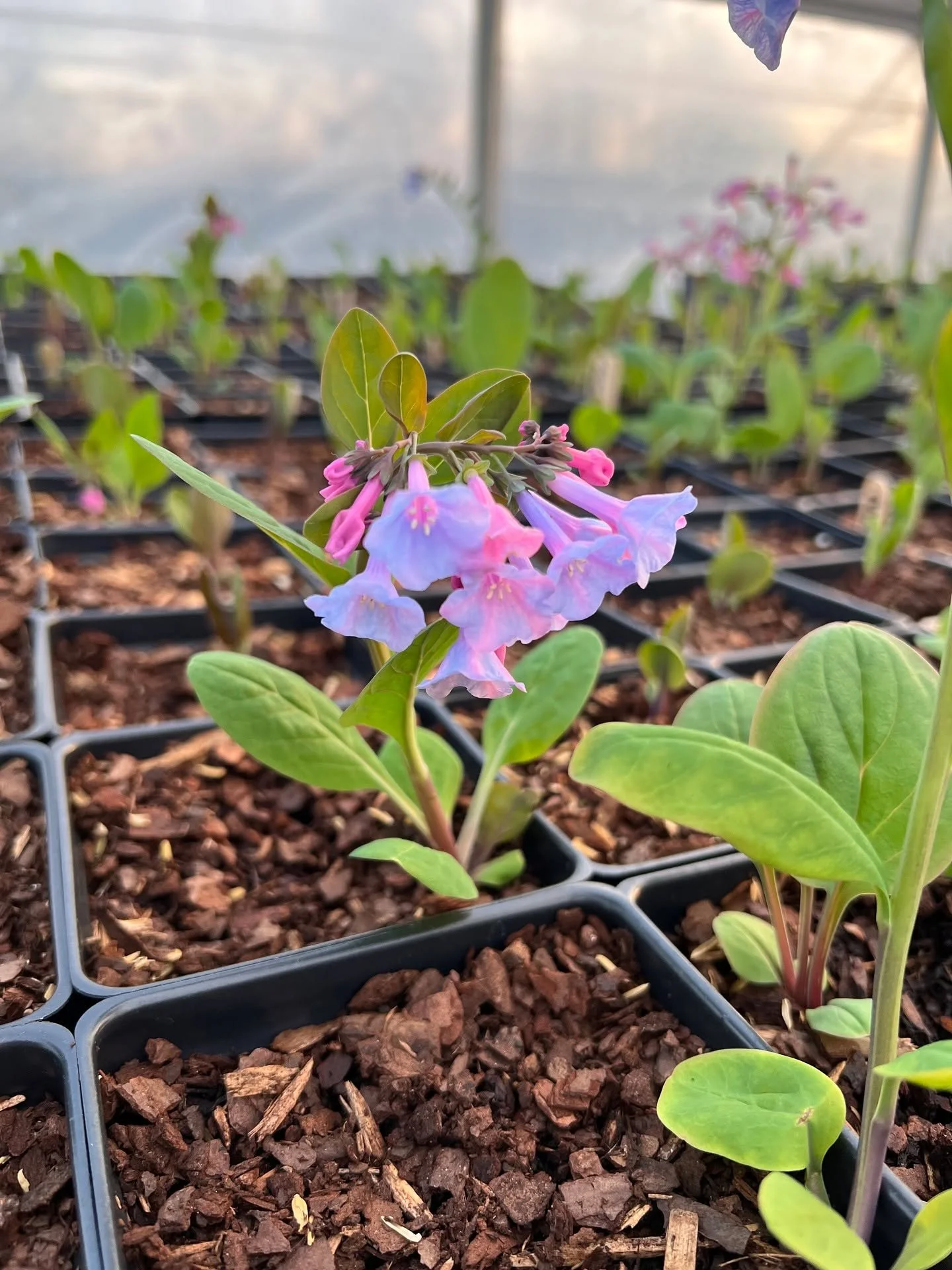 We're just one week away from Spring! To celebrate our crowd favorite, @cafeconleche_hburg, will be playing from 10am to noon! Swipe for tomorrow's vendor list &amp; some fresh vendor offerings. 

#lovevamarkets #farmersmarket #harrisonburgva #shoplo