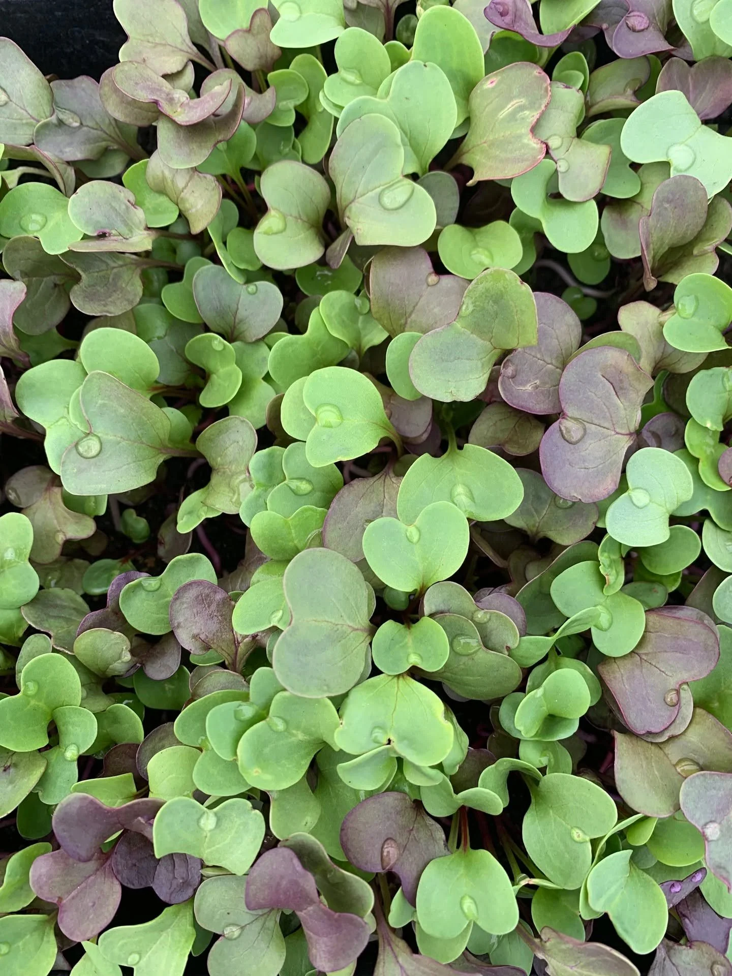 Tuesday Markets are back baybeeeeee! If chill and laid-back is your vibe, these markets are for you. 👇 You'll find a paired down version of Saturdays with a couple *exclusive* Tuesday offerings like @rvpbar and Crazy Fox VA Style BBQ Chicken. 

#lov