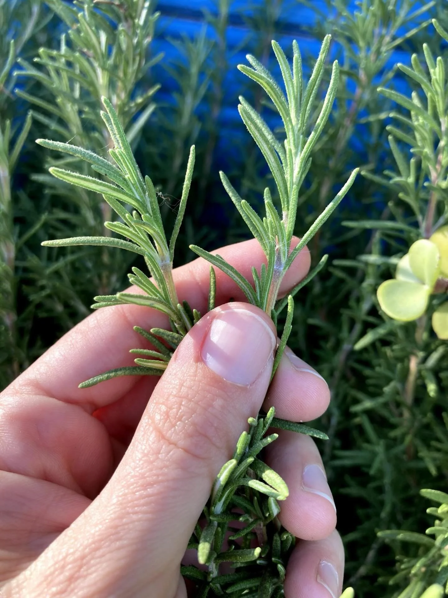 Who else loves rosemary?! Give @mother_bear_medicinals rosemary tea a try at tomorrow&rsquo;s Market. 🌿 We&rsquo;re welcoming back @ulmersmtnviewfarm @crepesdidot (as L&rsquo;Omelette Didot) and @flocs_and_beyond to the Saturday Market, too. 🍅 🥚🐔