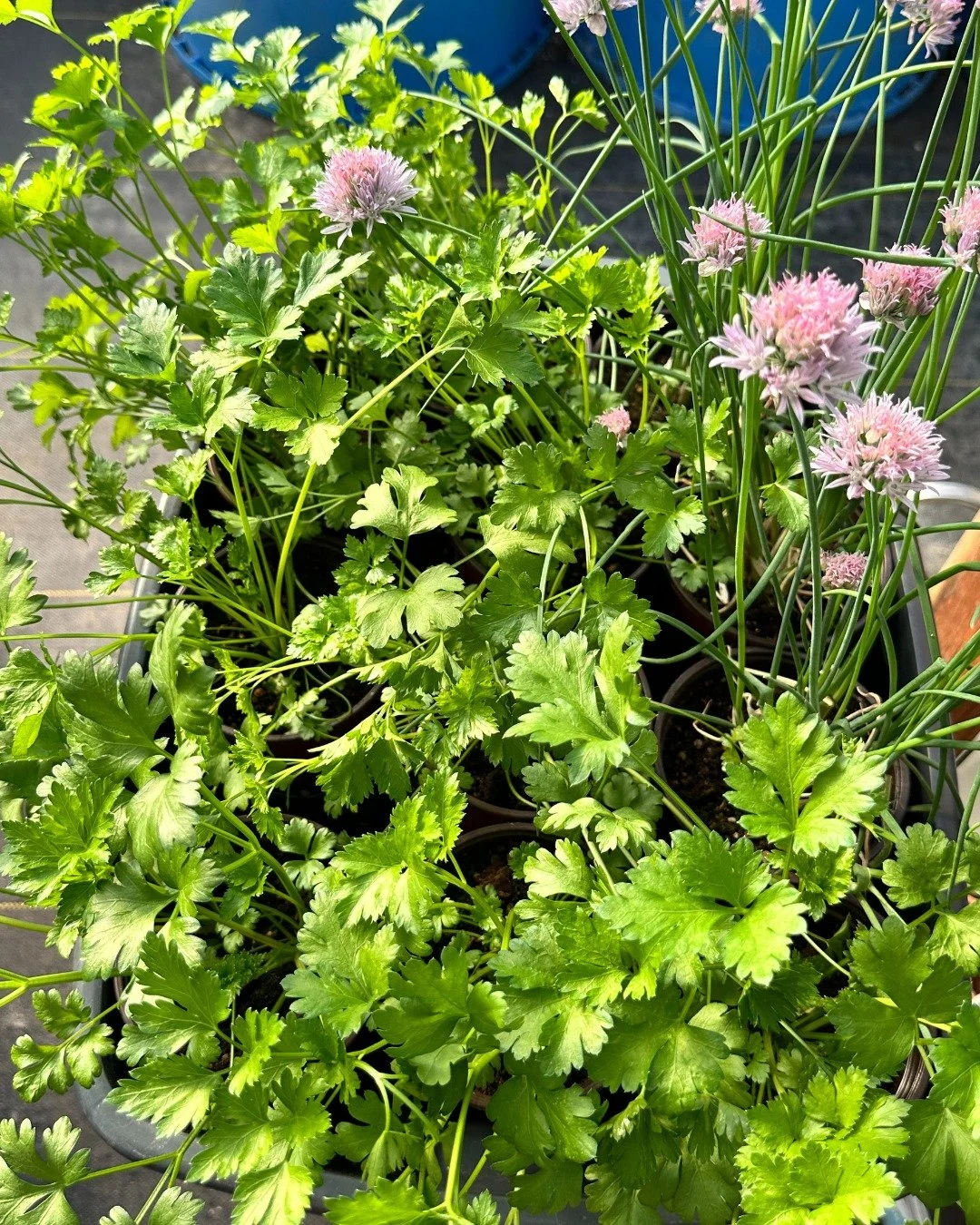 Add some green to your Taco Tuesday with fresh cilantro from the Tuesday Market! Stay tuned tomorrow for info about our DELISH Taco Tuesday giveaway. See you... Tuesday! 8am - 1pm 🌮

#lovevamarkets #farmersmarket #harrisonburgva #shoplocal #freshpro